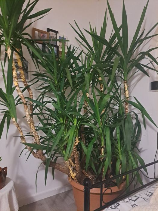 Flori interior yucca