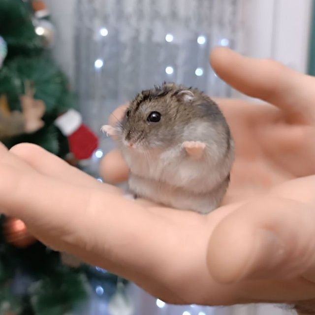 Хомячки джунгарики голубые