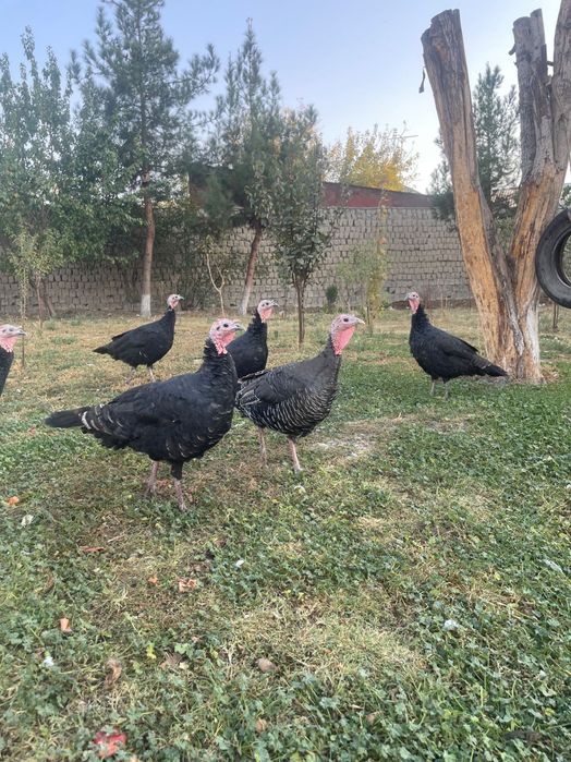 Индюк товуглари сотилади