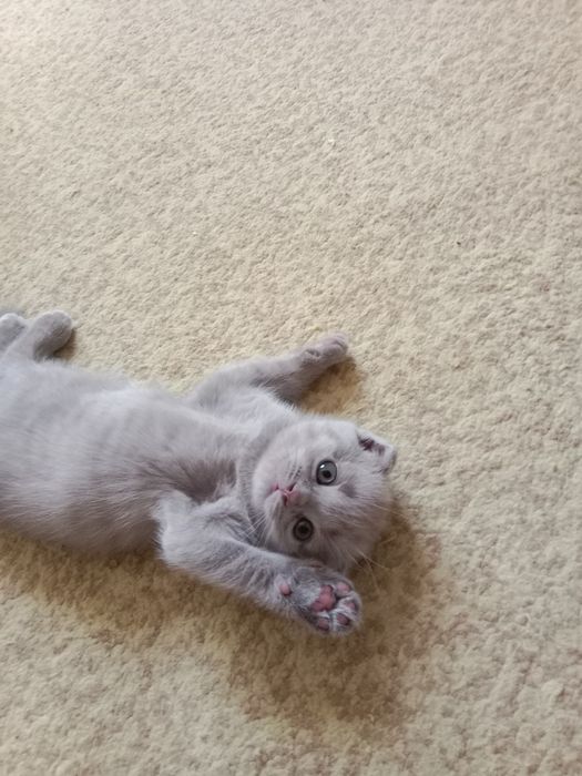 Котенок скотиш фолд