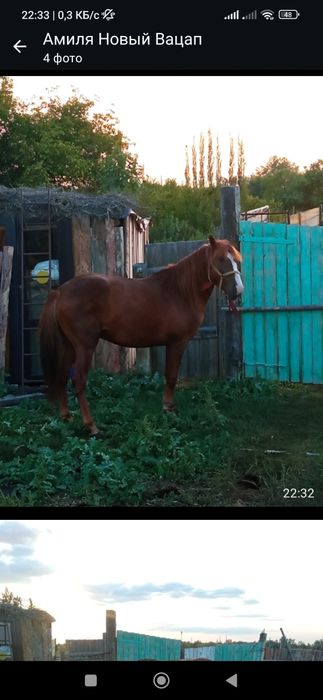 Продажа жеребца на откорме