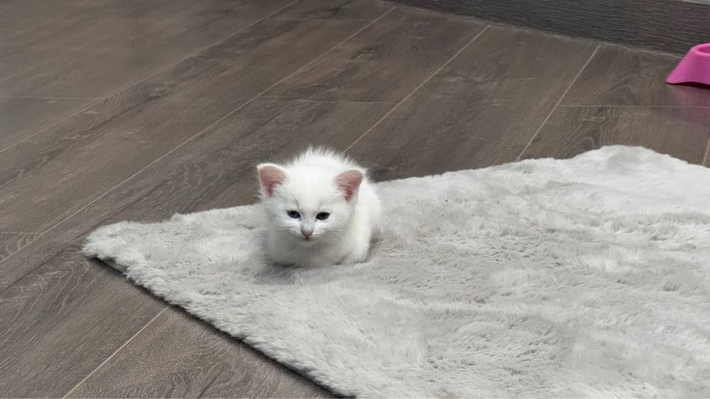 Котенок( девочка )