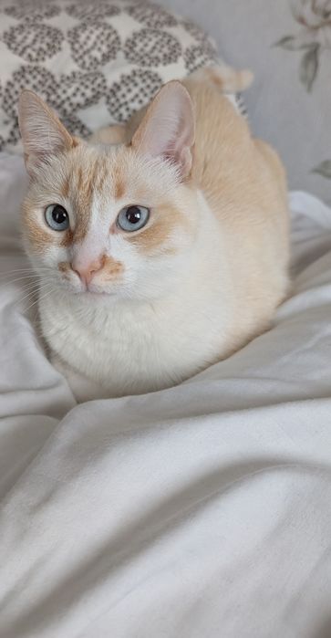 Pisici pentru adopție