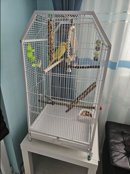 Pui micul alexandru cu colivie mare si accesorii