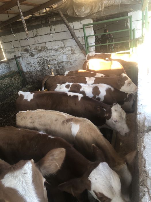 de vânzare 10 tăurași înțărcat