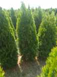 Tuia smaragd Leylandii chipaross