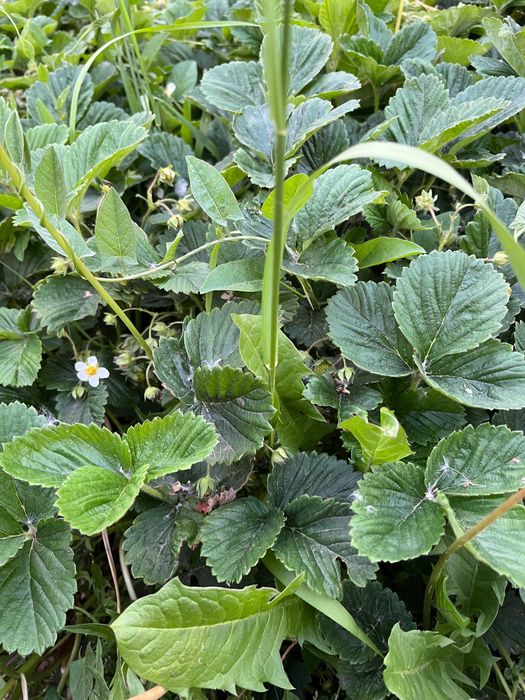 Продам кусты клубник