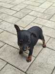 Pinscher pitic toy