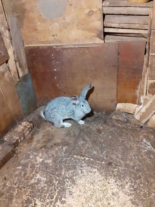 Мъжки зайци Великани