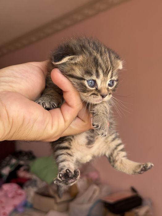 Котята продаются
