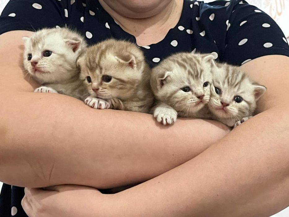 Продам шотландских котят!!!