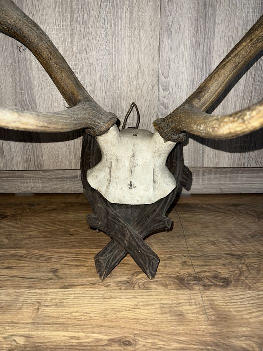 Trofeu cerb autentic!