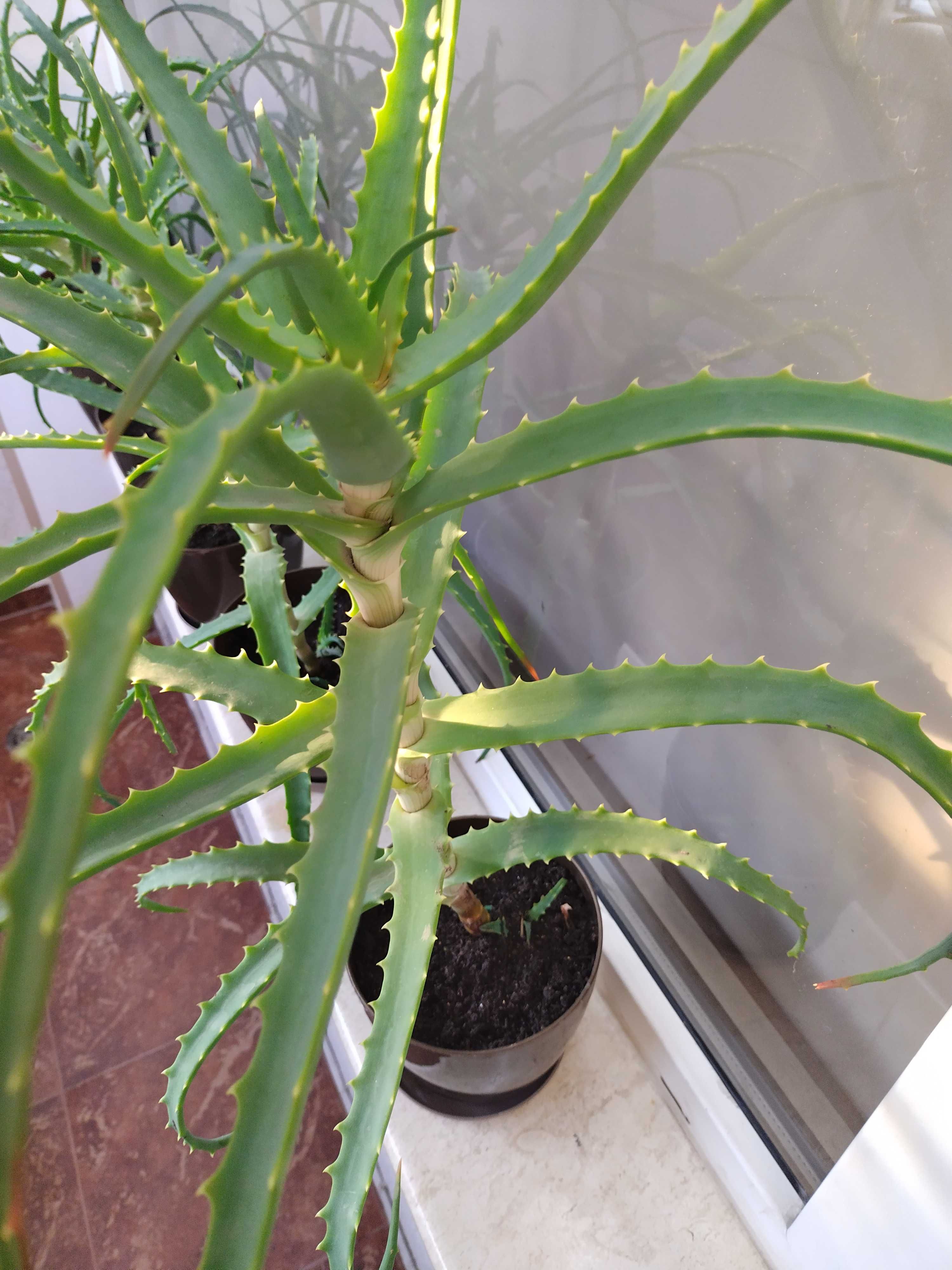 Алое вера(Aloe Аrborescens)лечебно дървовидно растение