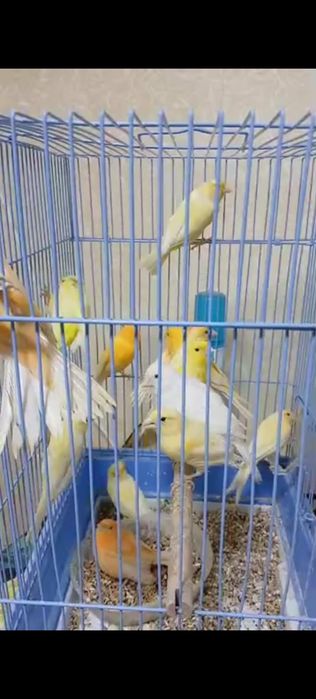 Тайор модалар сотилади донага 200 минг оптом 150минг