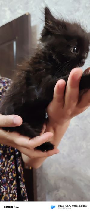 Продам котёнка не дорого мальчик