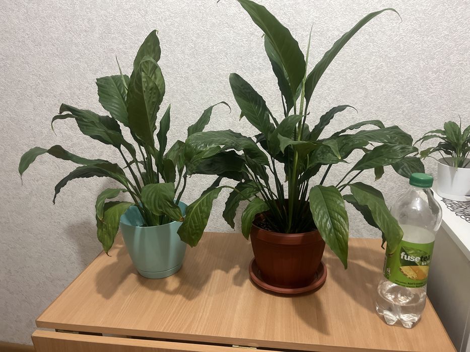 Продам Спатифиллум (женское счастье)