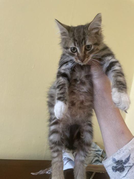 Котета търсят домове