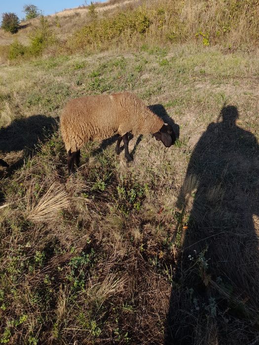 Berbeac sulfoc și carabasi