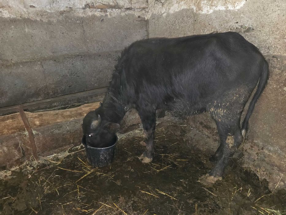 Свободни биволици