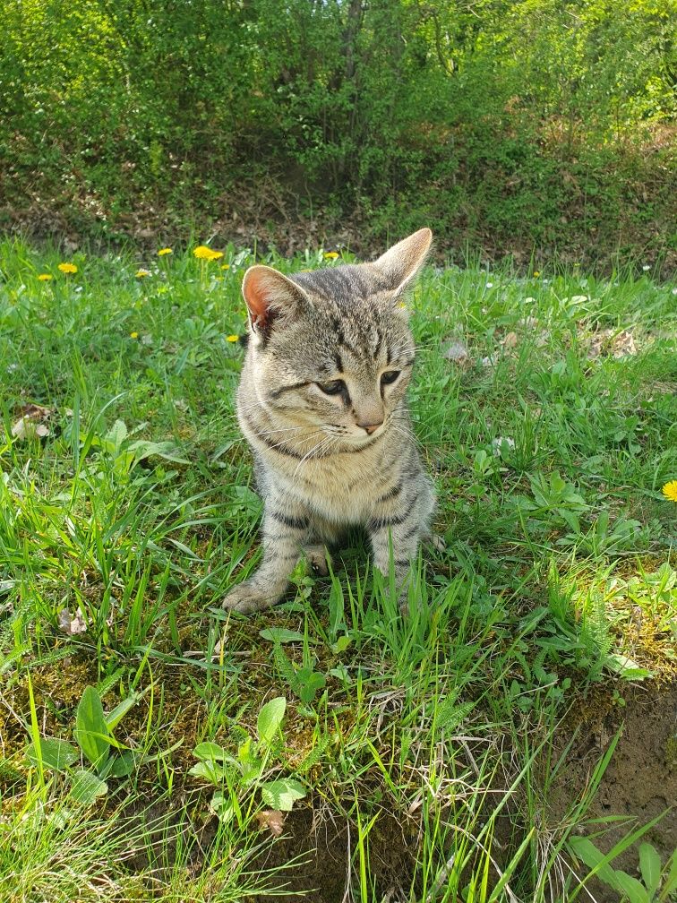Котето си търси дом