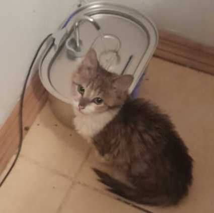 Котёнок девочка.
