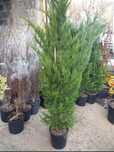 Tuia smaragd, leylandii, columna, la înălțimea de 1.5-4m