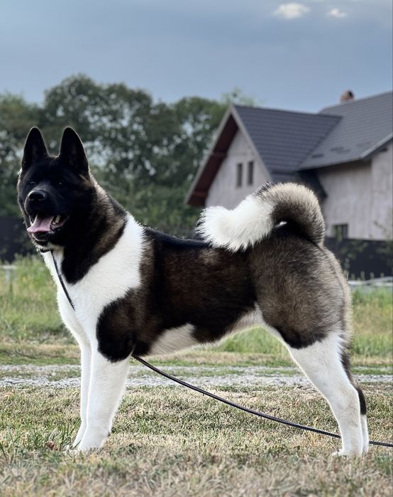 American akita cu pedigree