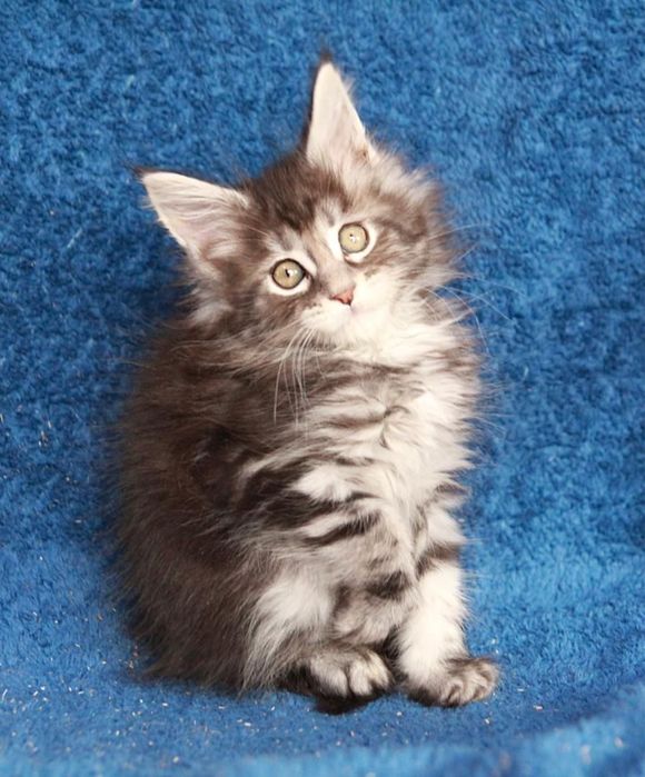 Продается котёнок породы майн-кун мальчик