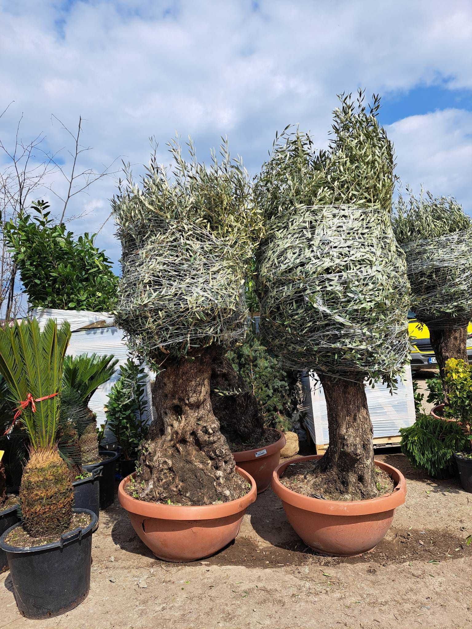 Transformați curtea cu plante ornamentale unice