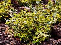 Euonimus eleagnus  Photinia vesnic verde