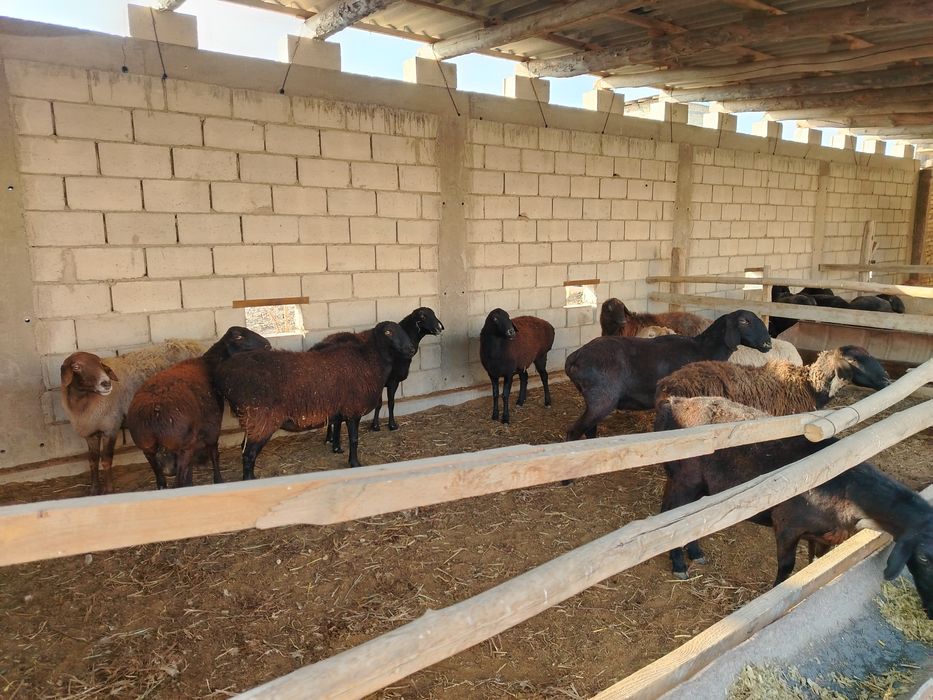 bug'oz qo'ylar sotiladi