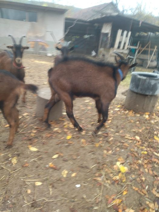 Vând țap alpin francez original