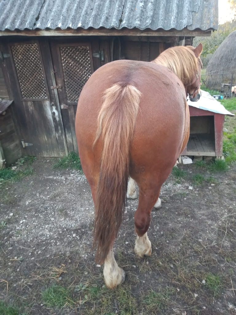 Vând cal de tracțiune