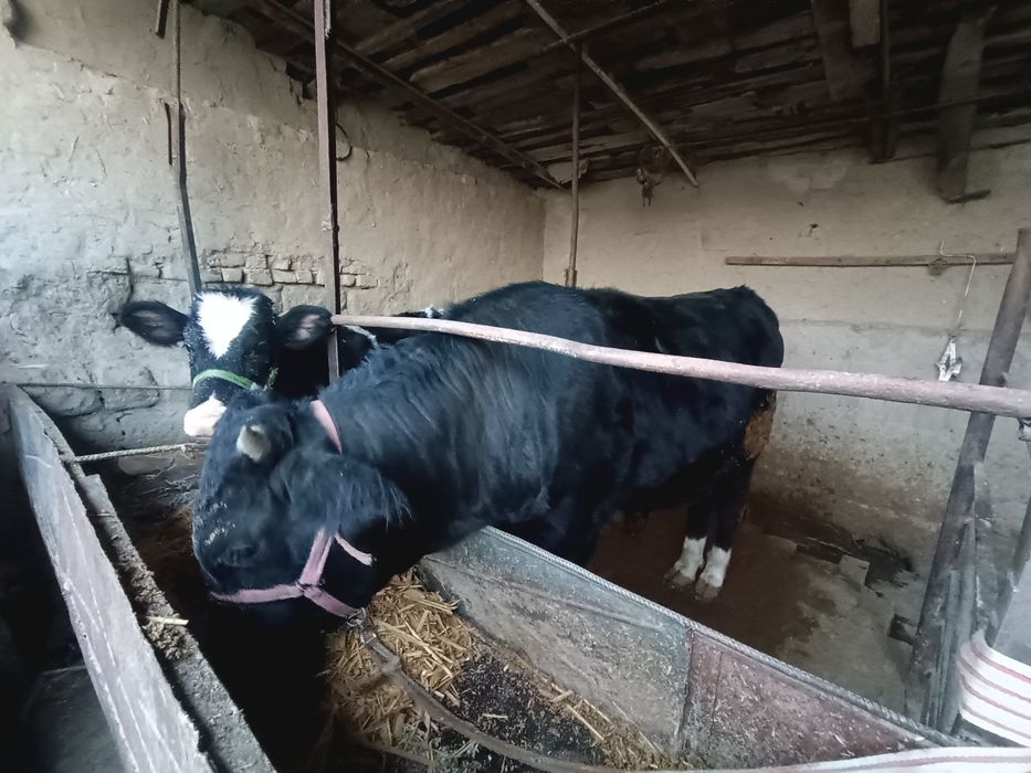 Бука , хуккуз, 1,5 ёш