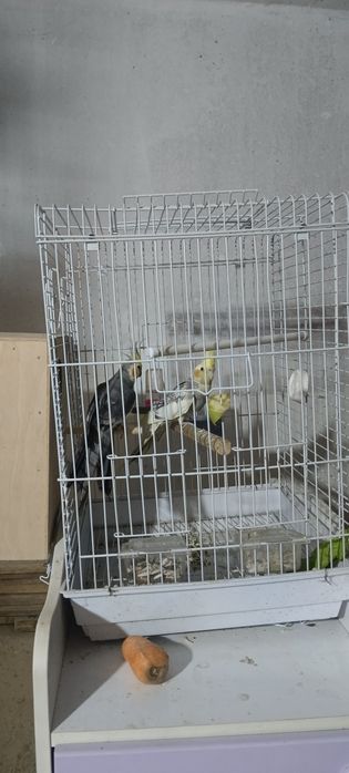 Karella para tayyor sroʻchna sotiladi