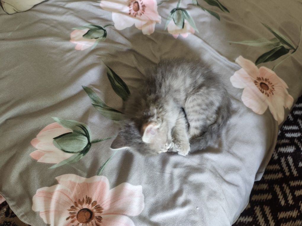 Кошка домашние животные