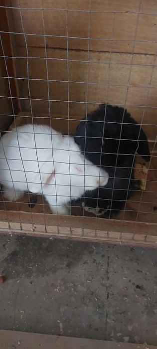 Карликовые кролики готовые