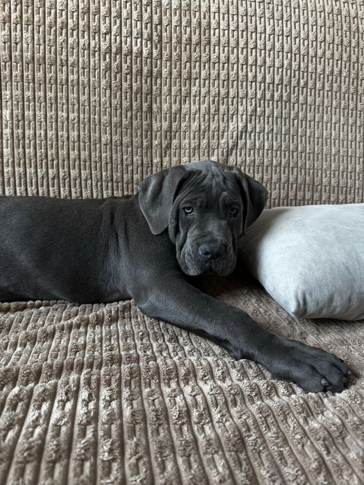 Кане корсо с отличной родословной