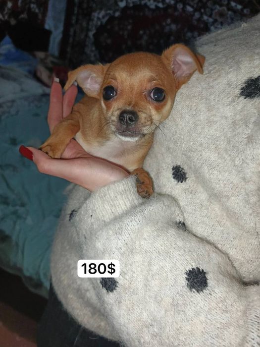 Продаются чихуахуа Мини