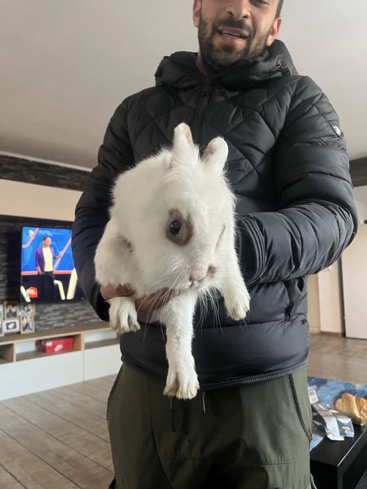 Iepure de vanzare pereche negociabil