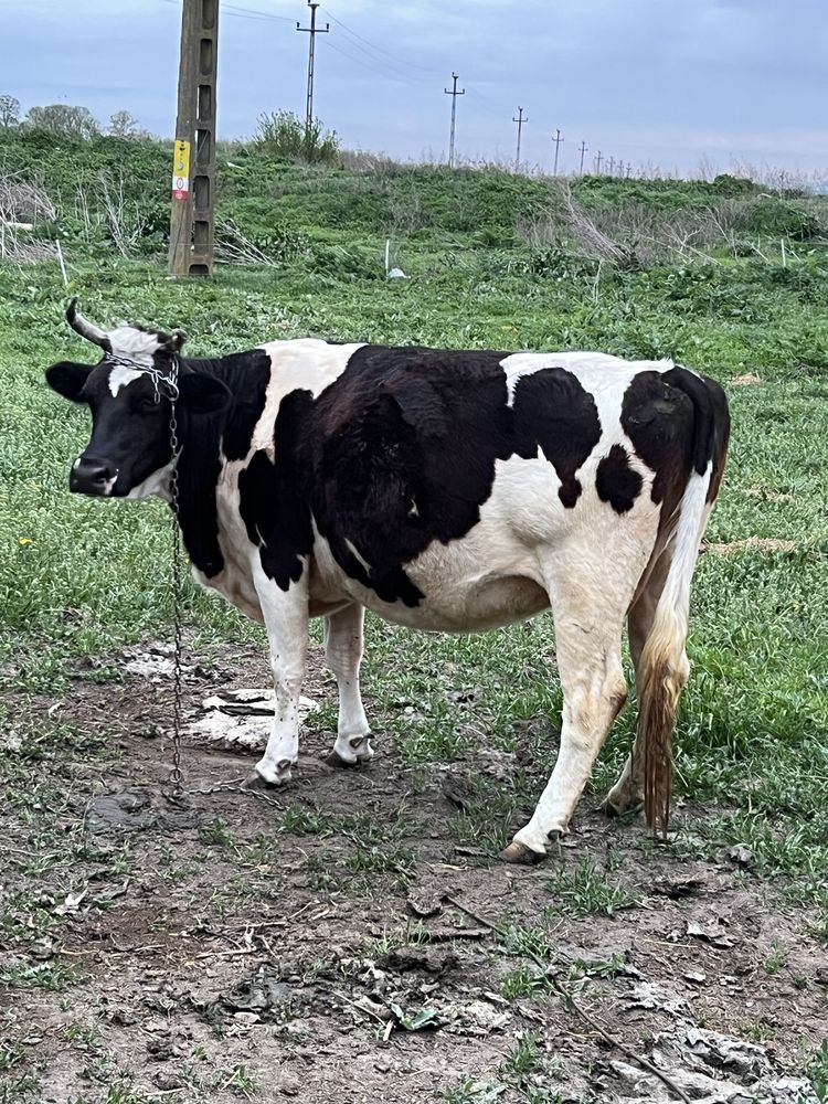 Vand vaca holstein