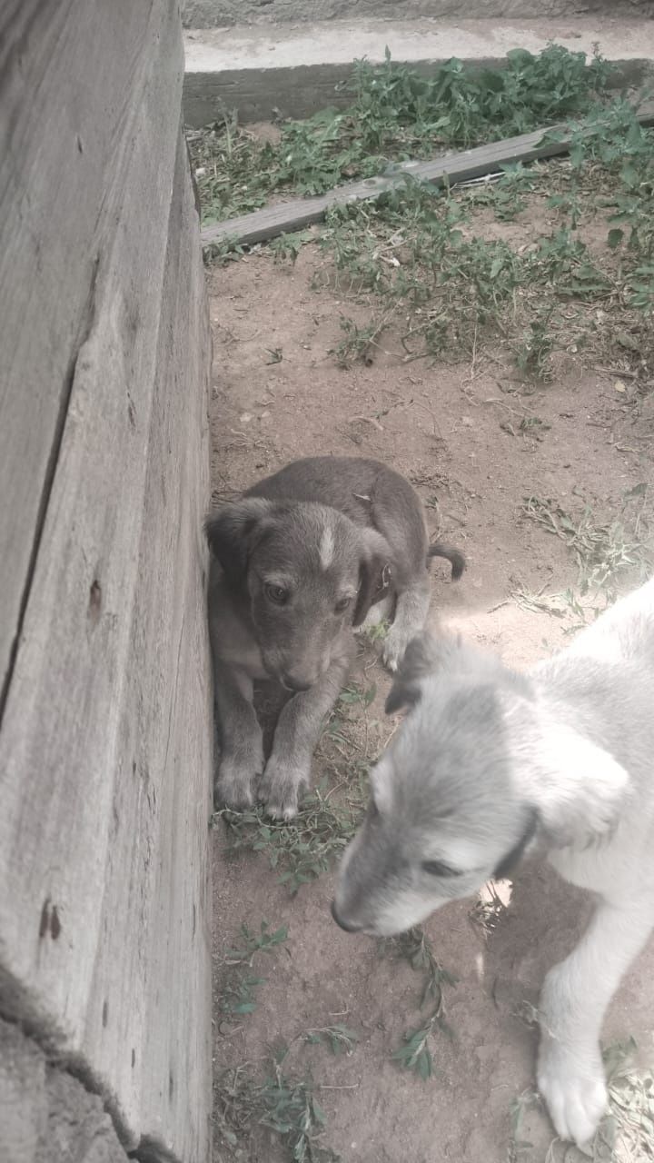 Продам щенки тазы