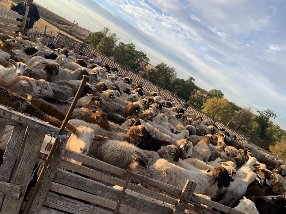 Vindem un lot de oi sanatoase,bine ingrijite ,de rasa mixta ,