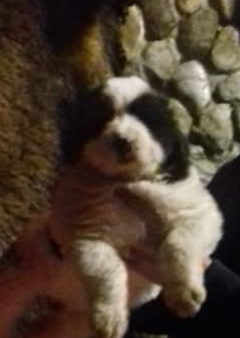 Femela de Ciobanesc de Bucovina cu pedigree