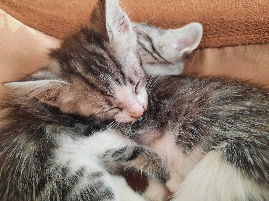 5 Марғау кызылорда каласы