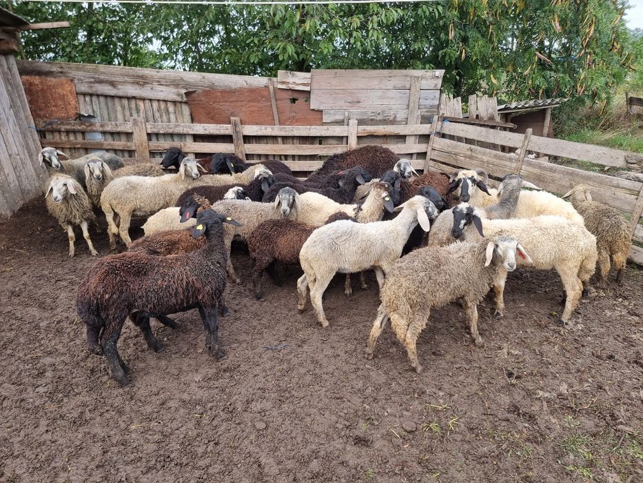 Cârlani de vânzare