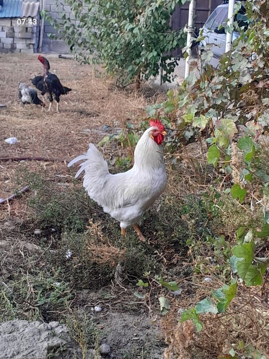 Қораз петух  жас жақсы