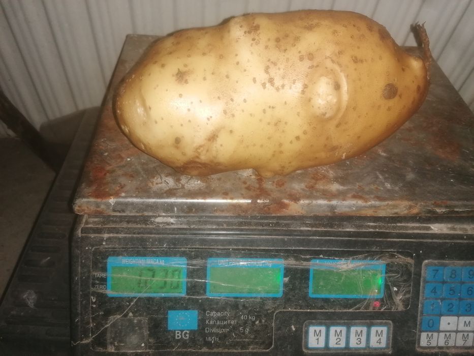 картофи за пълнене