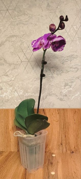 Орхидеи Phalaenopsis Victorio