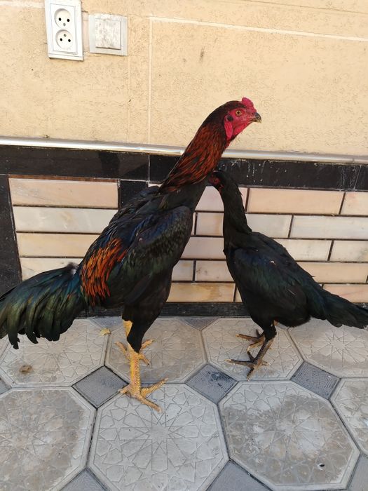 Тоза ветнам зотлар сотилади